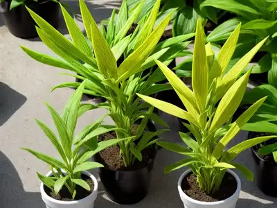 Сlog Plant (Nematanthus Gregarius)