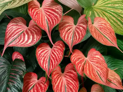 Aaron Caladium (Aaron Caladium)