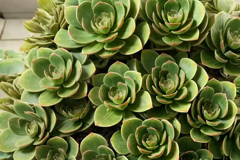 Abbey brooks (aeonium cultivar) — photo 3