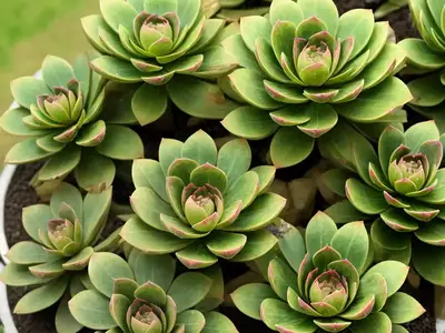 Abbey Brooks (Aeonium Cultivar)