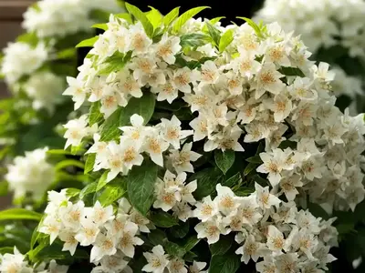 Abelia ‘Edward Goucher’)