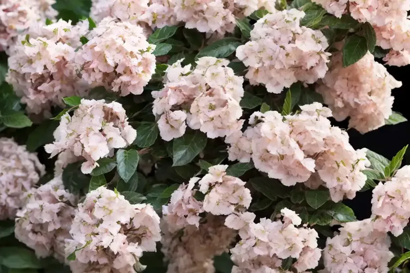 Abelia x grandiflora ‘hopleys’ (glossy abelia) — photo 3