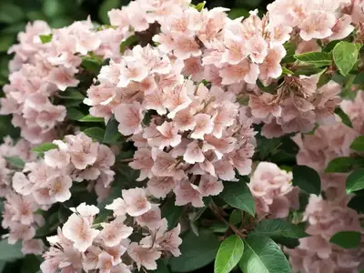 Abelia X Grandiflora ‘Hopleys’ (Glossy Abelia)