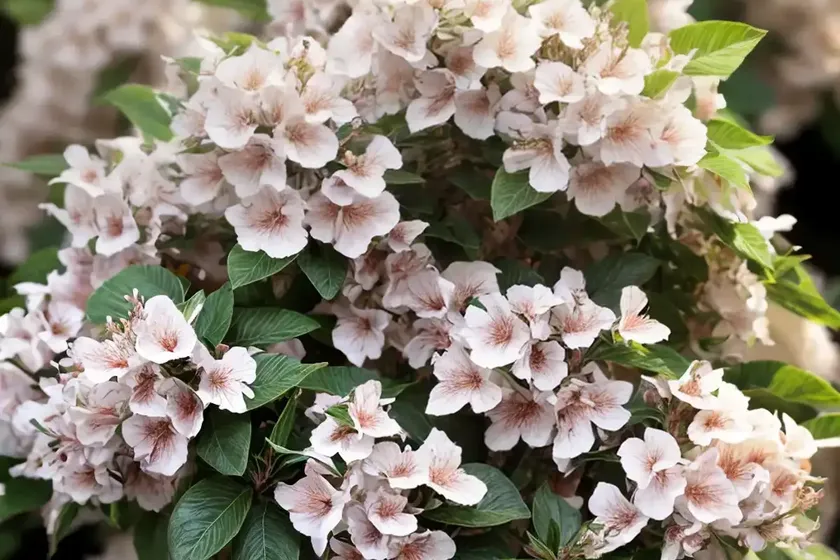 Abelia  x  grandiflora ‘mardi gras’ (glossy abelia) — photo 2