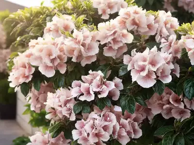 Abelia  X  Grandiflora ‘Mardi Gras’ (Glossy Abelia)