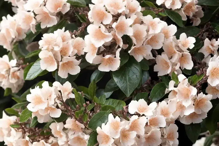 Abelia  x  grandiflora ‘radiance’ (glossy abelia) — photo 2