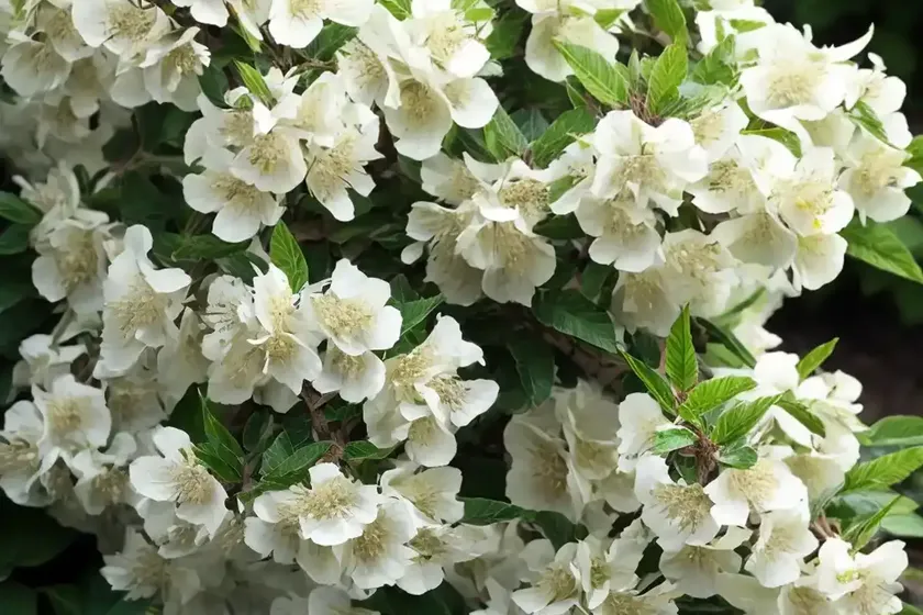 Abelia  x  grandiflora ‘radiance’ (glossy abelia) — photo 3