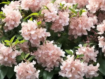 Abelia  X  Grandiflora ‘Radiance’ (Glossy Abelia)