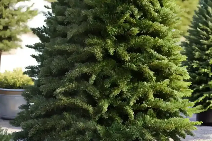 Abies alba (european silver fir) — photo 3