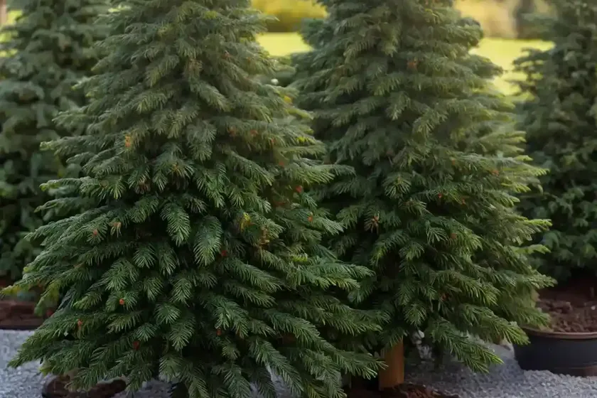 Abies amabilis ‘spreading star’ (pacific silver fir) — photo 2