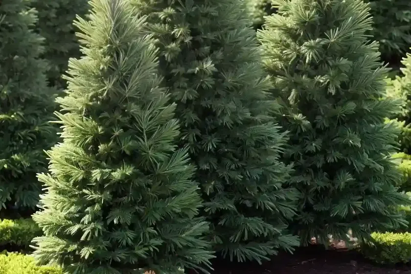 Abies amabilis ‘spreading star’ (pacific silver fir) — photo 3