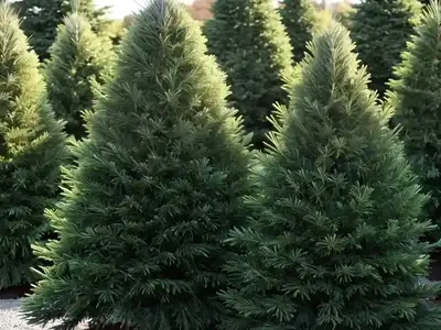 Abies Amabilis ‘Spreading Star’ (Pacific Silver Fir)