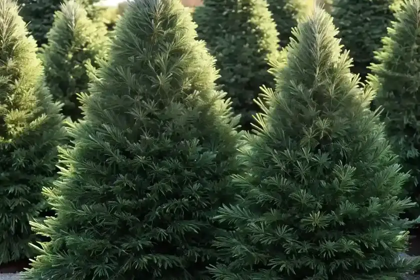 Abies amabilis ‘spreading star’ (pacific silver fir)