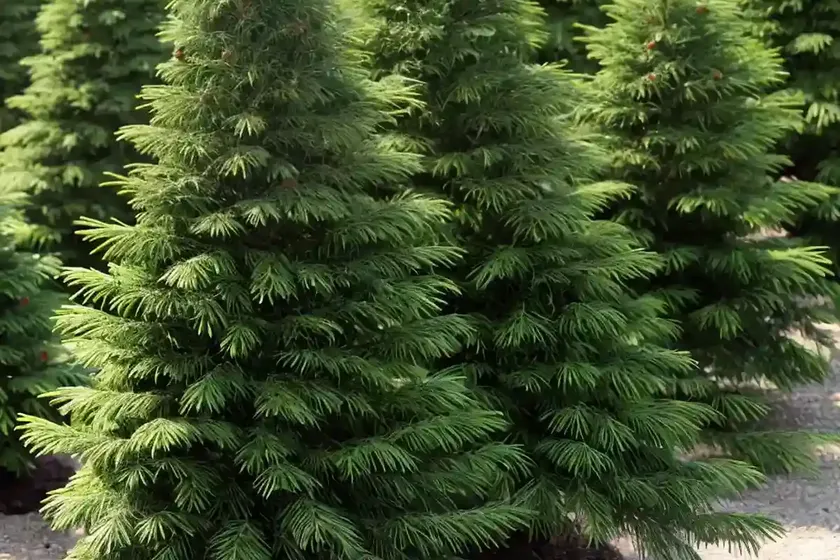 Abies balsamea (balsam fir) — photo 2