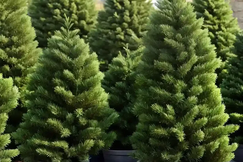 Abies cephalonica (greek fir) — photo 2