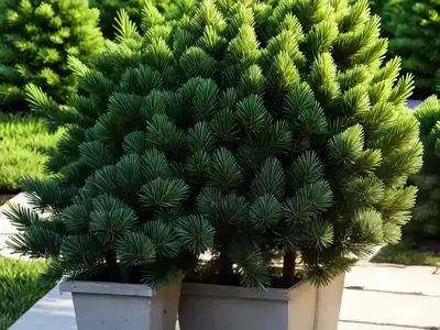 Abies Cephalonica (Greek Fir)