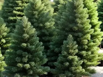 Abies Concolor ‘Archer’s Dwarf’ (White Fir)