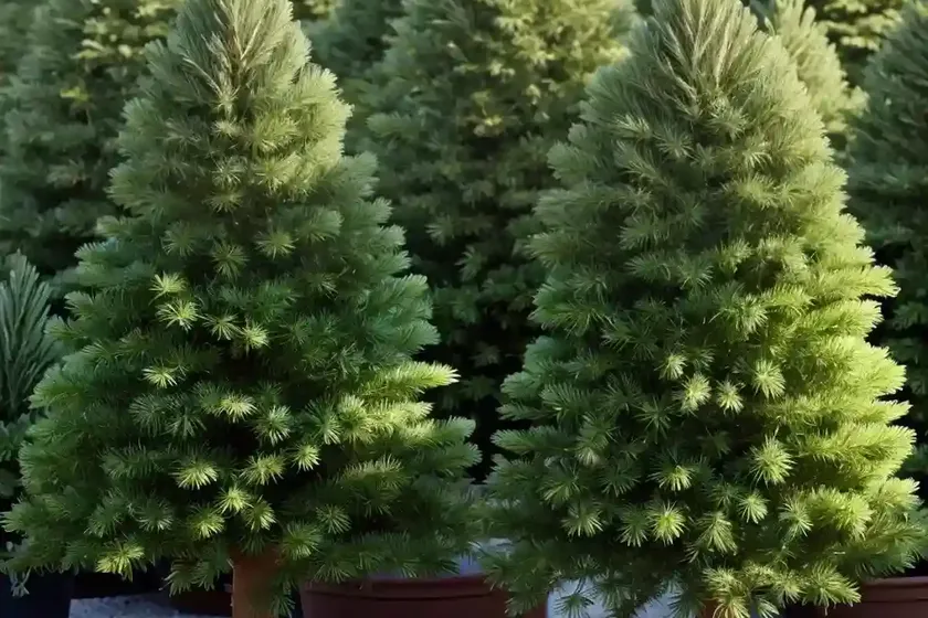 Abies concolor ‘candicans’ (white fir) — photo 3