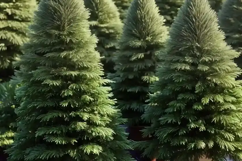 Abies concolor ‘candicans’ (white fir)