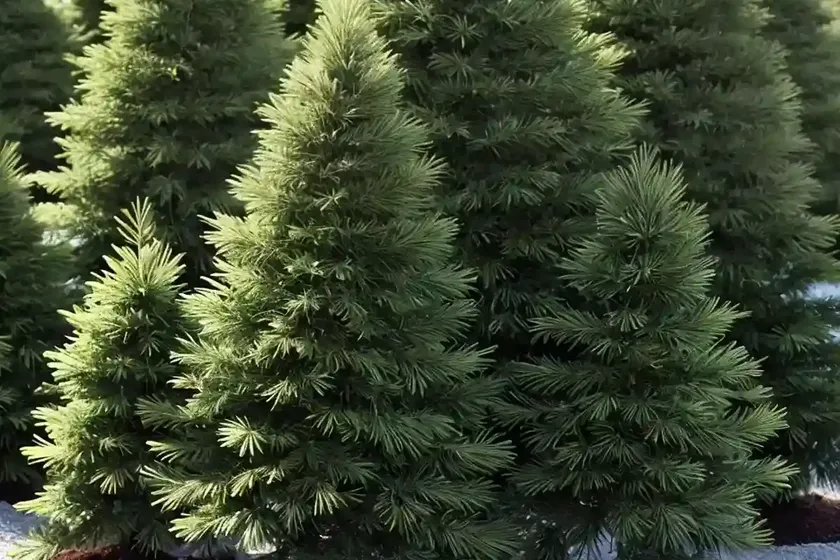 Abies concolor ‘compacta’ (white fir) — photo 2