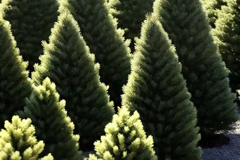 Abies concolor ‘compacta’ (white fir) — photo 3