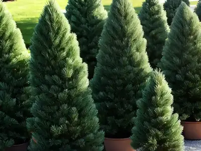 Abies Concolor ‘Compacta’ (White Fir)