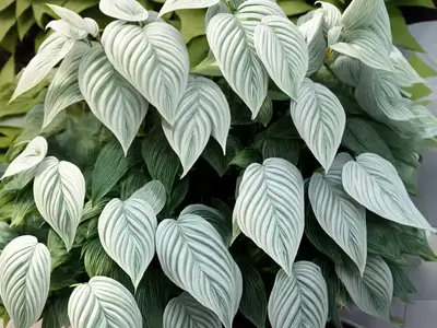Abies Concolor ‘Hosta La Vista’ (White Fir)