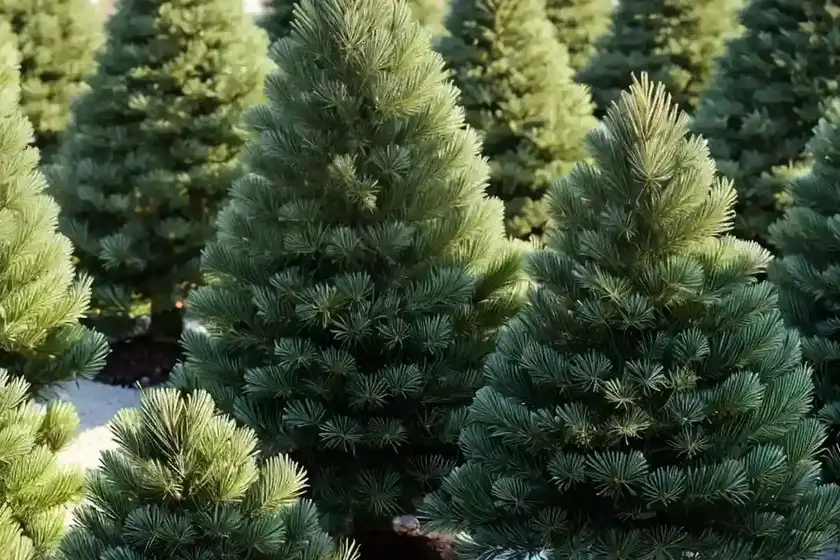 Abies concolor ‘piggelmee’ (white fir)