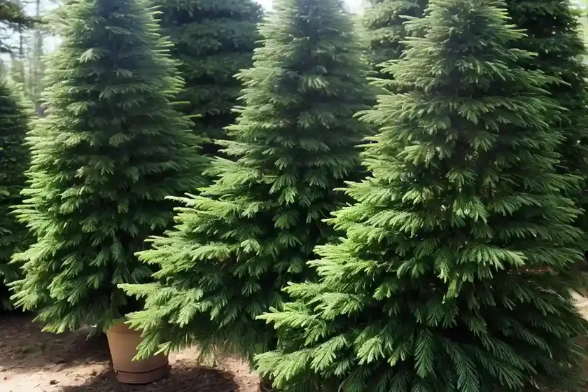 Abies concolor (white fir) — photo 2