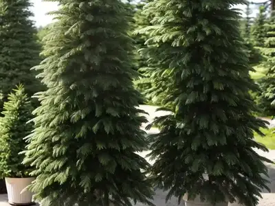 Abies Concolor (White Fir)