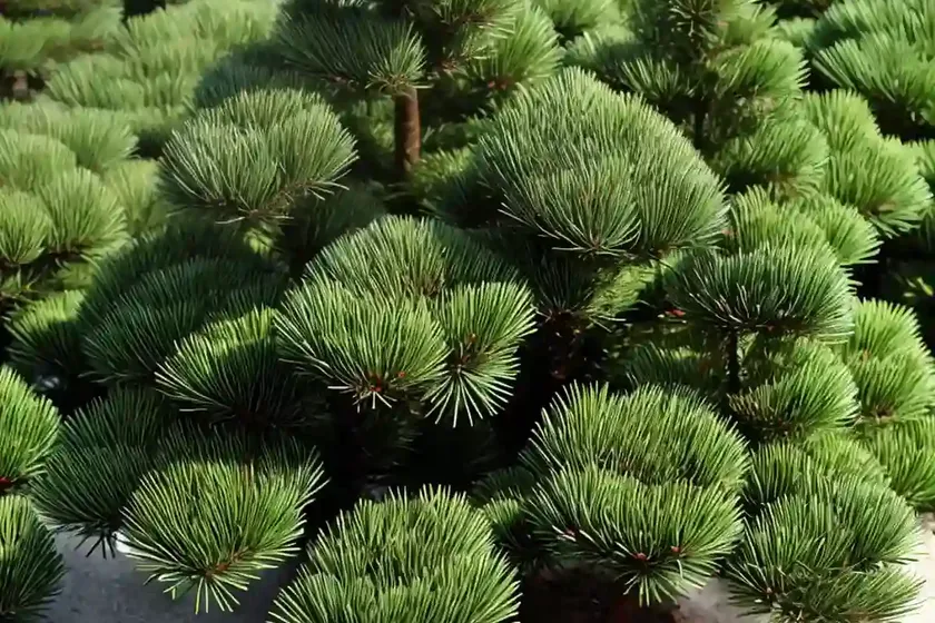 Abies koreana ‘alpin star’ (korean fir) — photo 3