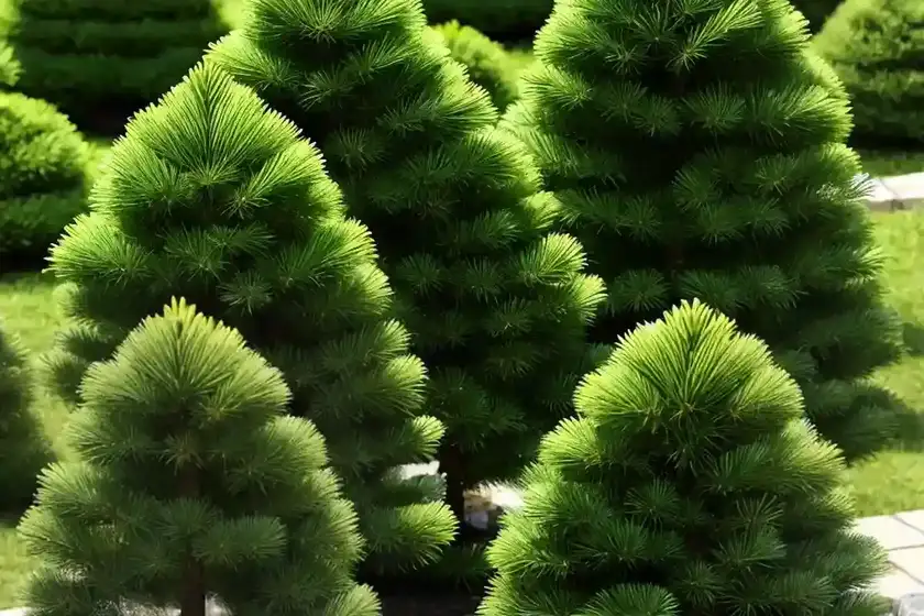 Abies koreana ‘aurea’ (korean fir)