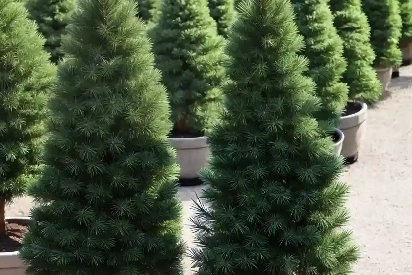 Abies koreana ‘blauer eskimo’ (korean fir)