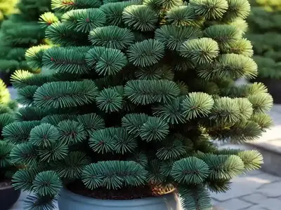 Abies Koreana ‘Blue Emperor’ (Korean Fir)