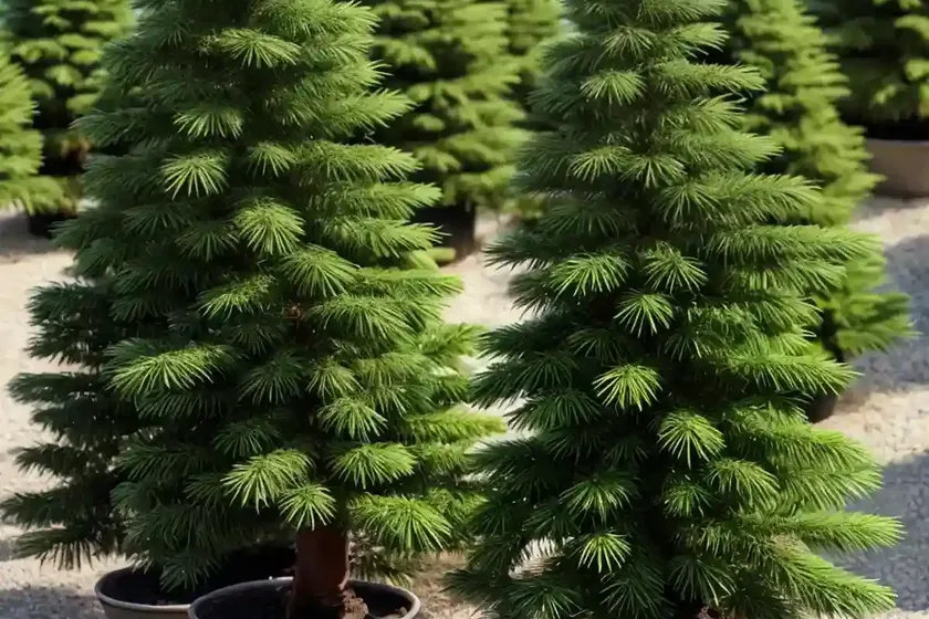Abies koreana ‘kohout’s ice breaker’ (korean fir) — photo 3