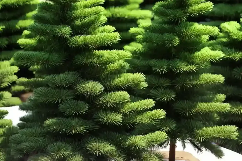 Abies koreana (korean fir) — photo 2