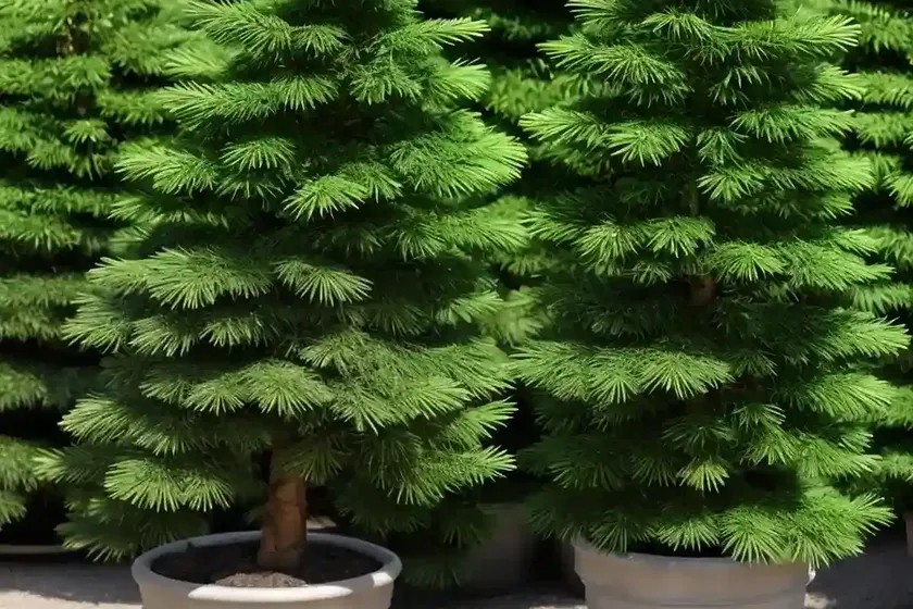 Abies Koreana ‘Silberlocke’ (Korean Fir) — photo 3