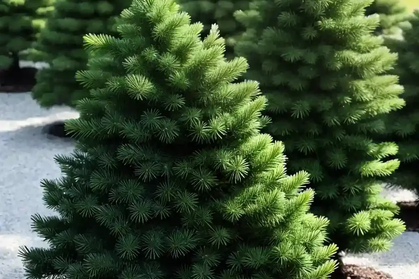 Abies koreana ‘silberperle’ (korean fir) — photo 2