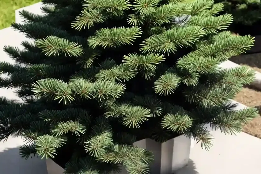 Abies Koreana ‘Silver Show’ (Korean Fir) — photo 2