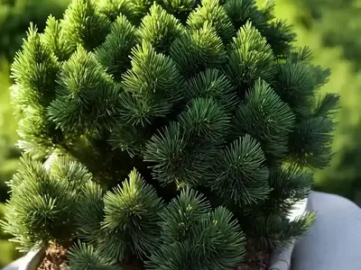 Abies Lasiocarpa ‘Green Globe’ (Alpine Fir)