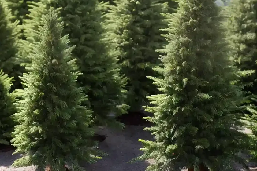 Abies lasiocarpa (subalpine fir) — photo 2