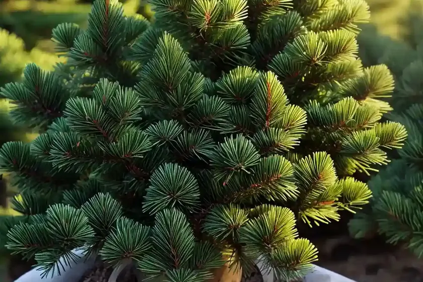 Abies lasiocarpa (subalpine fir) — photo 3