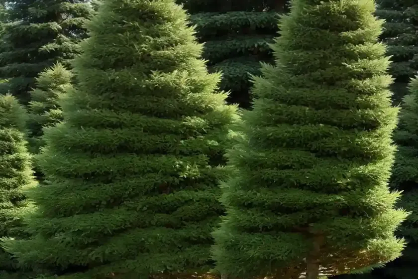 Abies nordmanniana ‘golden spreader’ (caucasian fir) — photo 3