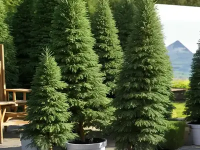Abies Nordmanniana (Nordmann Fir)