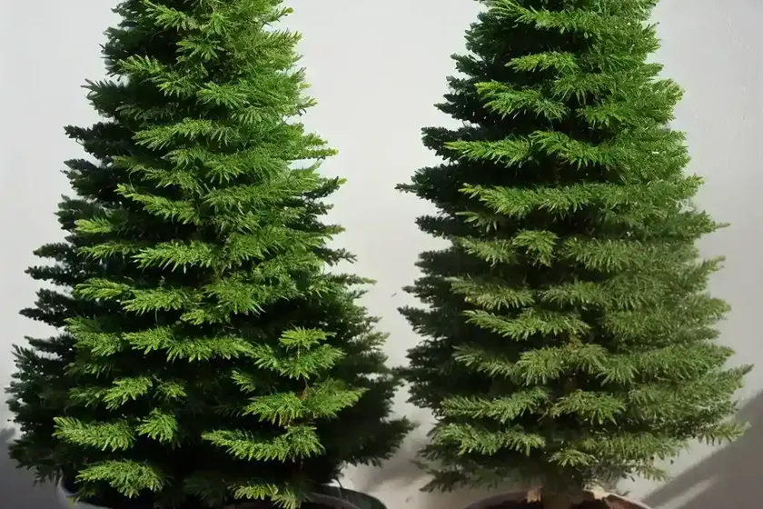 Abies pinsapo ‘glauca’ (spanish fir) — photo 2