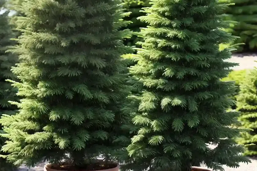 Abies pinsapo ‘horstmann’ (spanish fir) — photo 3