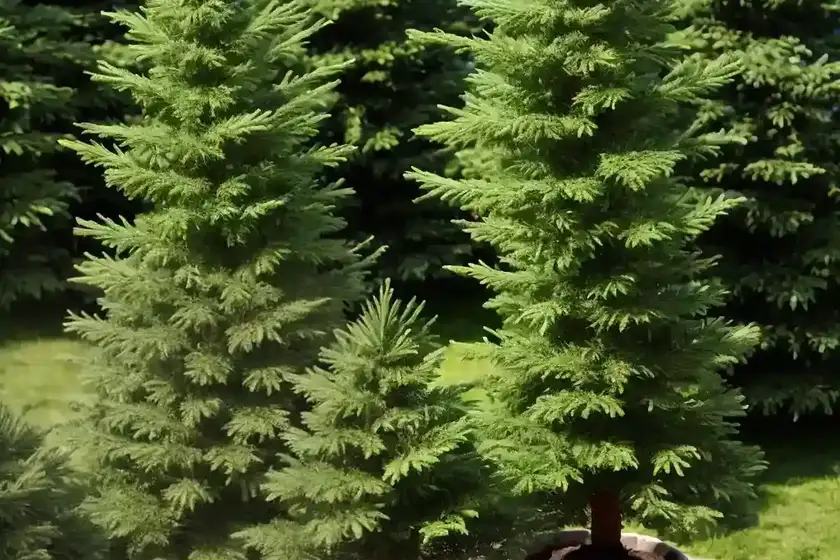 Abies pinsapo ‘horstmann’ (spanish fir)