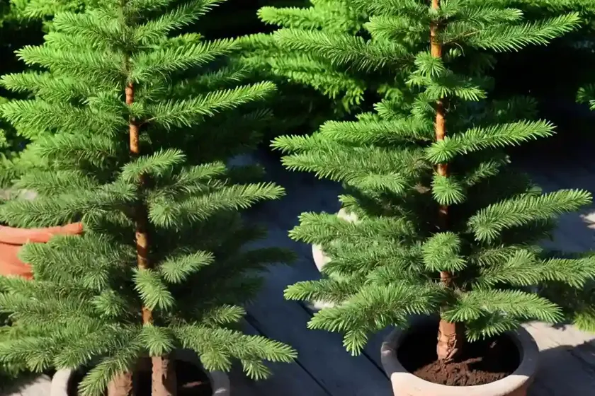 Abies pinsapo (spanish fir) — photo 2
