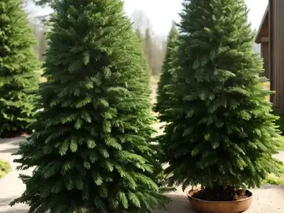 Abies Procera (Noble Fir)