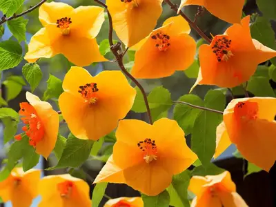 Abutilon ‘Lucky Lantern Tangerine’ (Flowering Maple)